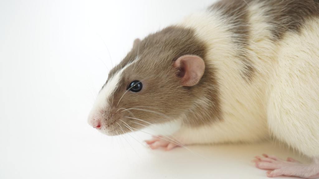 Photo of a brown and white rat