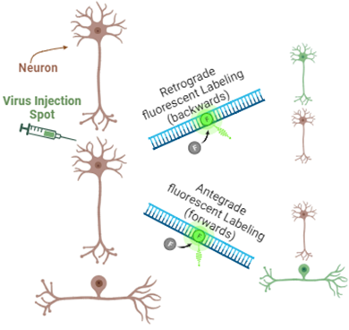 A New Brain Pathway Linking Stress and Tummy Troubles – cogbites