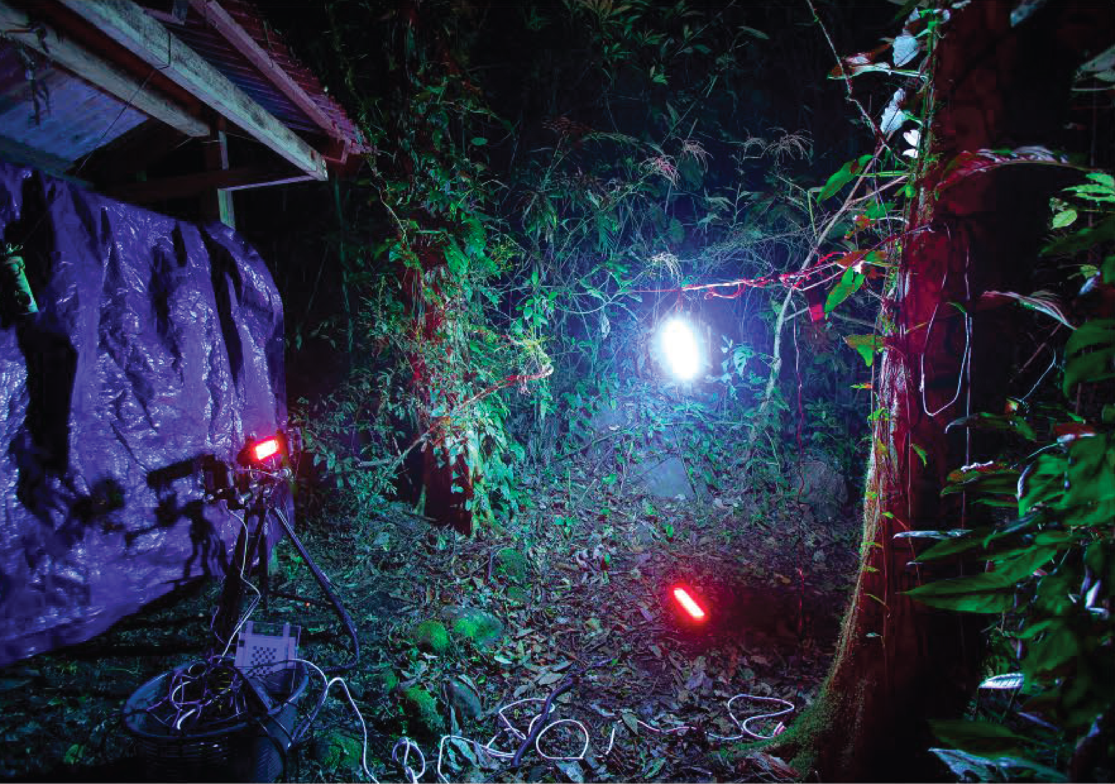 A trick of the light: What draws nocturnal insects to artificial lights ...