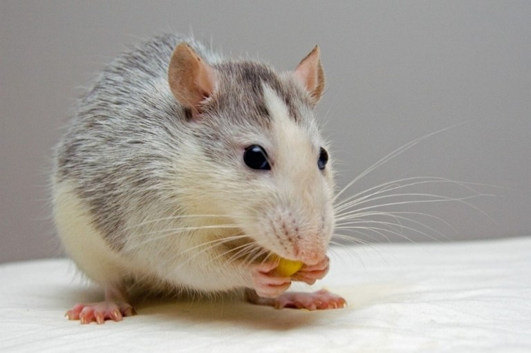 Rats & Rewards: Preclinical research to understand reward motivated ...