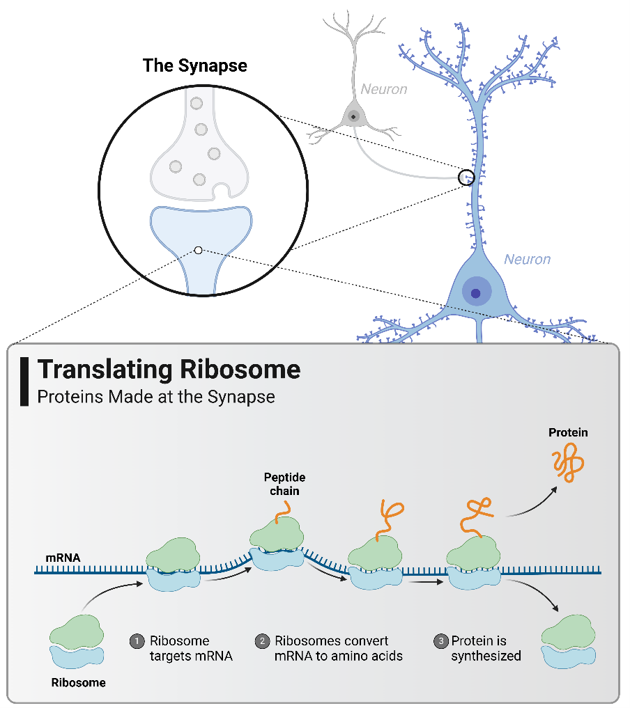 It’s Locally Sourced! How Local Protein Synthesis Aids in Memory ...