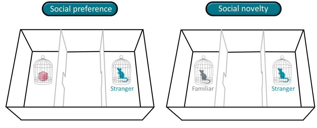 Illustration of two behavioral tests for rats: the left side shows social preference with a pink object and a stranger rat, while the right side depicts social novelty, featuring a familiar rat and a stranger rat.