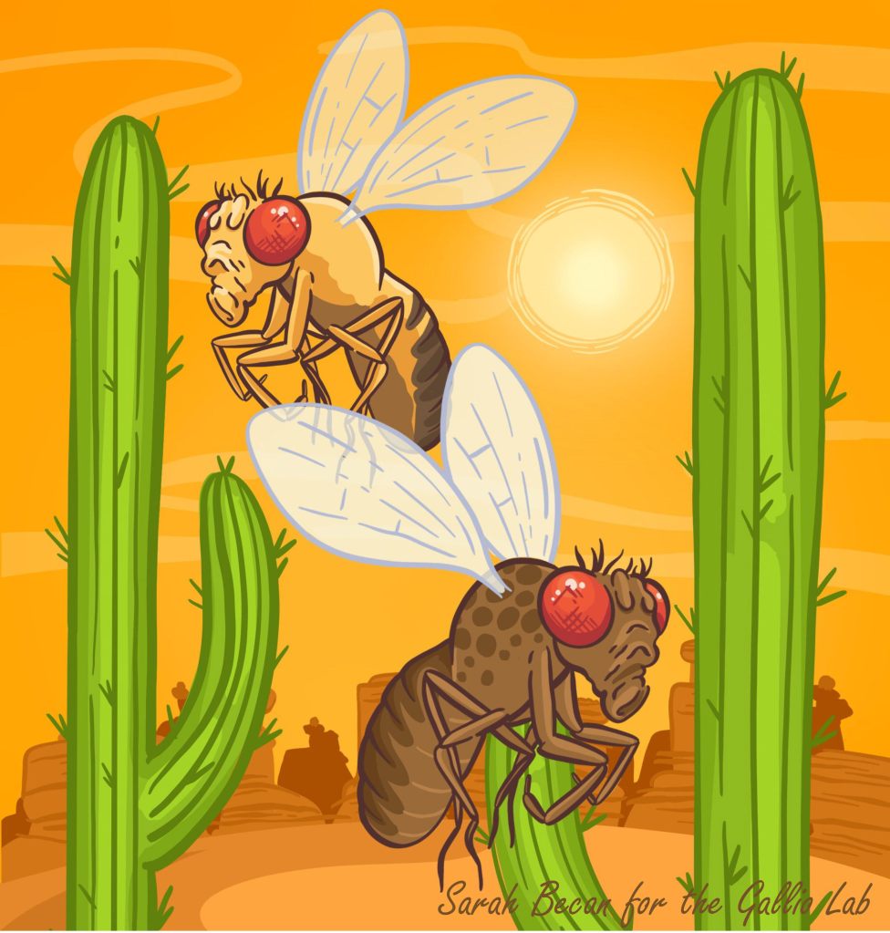 Illustration of two large flies perched on tall green cacti in a hot desert landscape. One fly is lighter in color and hovers slightly above a cactus, while the other is darker and rests on a cactus below. Both flies have oversized red eyes and translucent wings. The background shows an orange sky with the sun overhead and desert rock formations, emphasizing a hot, arid environment.