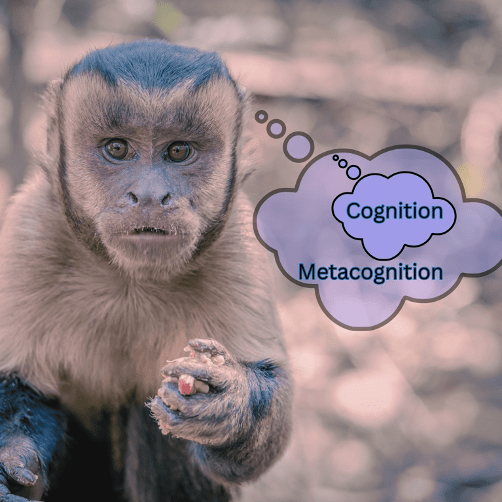 A monkey holding food, with thought bubbles displaying the words 'Cognition' and 'Metacognition.'
