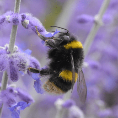 A close-up of a fuzzy black-and-yellow bumblebee clinging to a purple flower, its wings folded as it feeds, with soft lavender blooms blurred in the background.