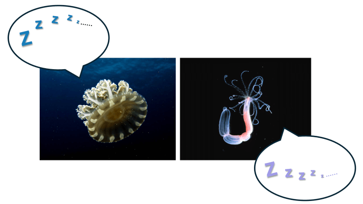 A jellyfish floating in the water on the left with a speech bubble containing 'Zzz....', and a gorgonian or another type of bioluminescent marine creature on the right with a similar speech bubble saying 'Zzz....'.