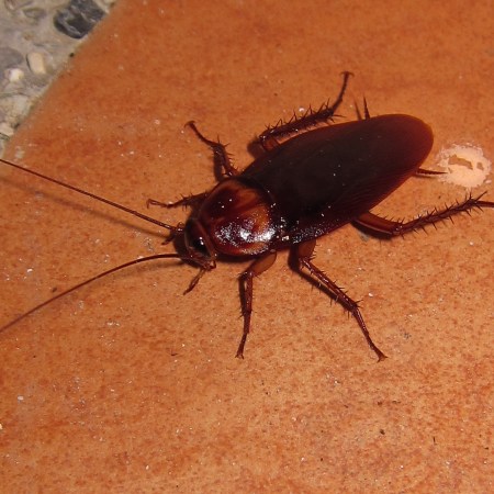 Giant cockroach