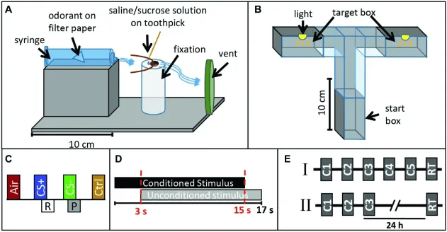 Five-panel diagram of the experimental procedure. Panel A shows an insect fixed in place while an odor is delivered from odorant-treated filter paper using a syringe; a saline or sucrose solution is presented on a toothpick, and airflow exits through a vent. Panel B shows a T-shaped maze with a start box and two illuminated target boxes. Panel C depicts four conditions: air, rewarded stimulus (CS+), punished stimulus (CS−), and control. Panel D shows the timing of a 15-second conditioned stimulus paired with an unconditioned stimulus beginning after 3 seconds and lasting until 17 seconds. Panel E shows two schedules: five conditioning trials followed by a retention test, or three conditioning trials followed by a retention test 24 hours later.
